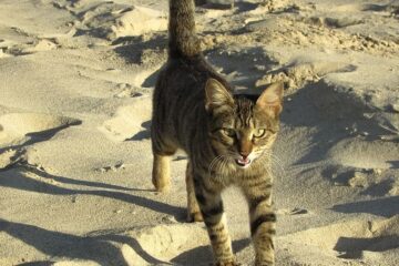 El mejor tipo de arena para gatos