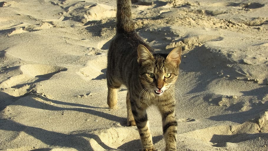 El mejor tipo de arena para gatos