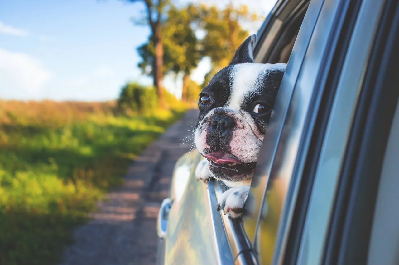 Cómo viajar en coche con tu perro