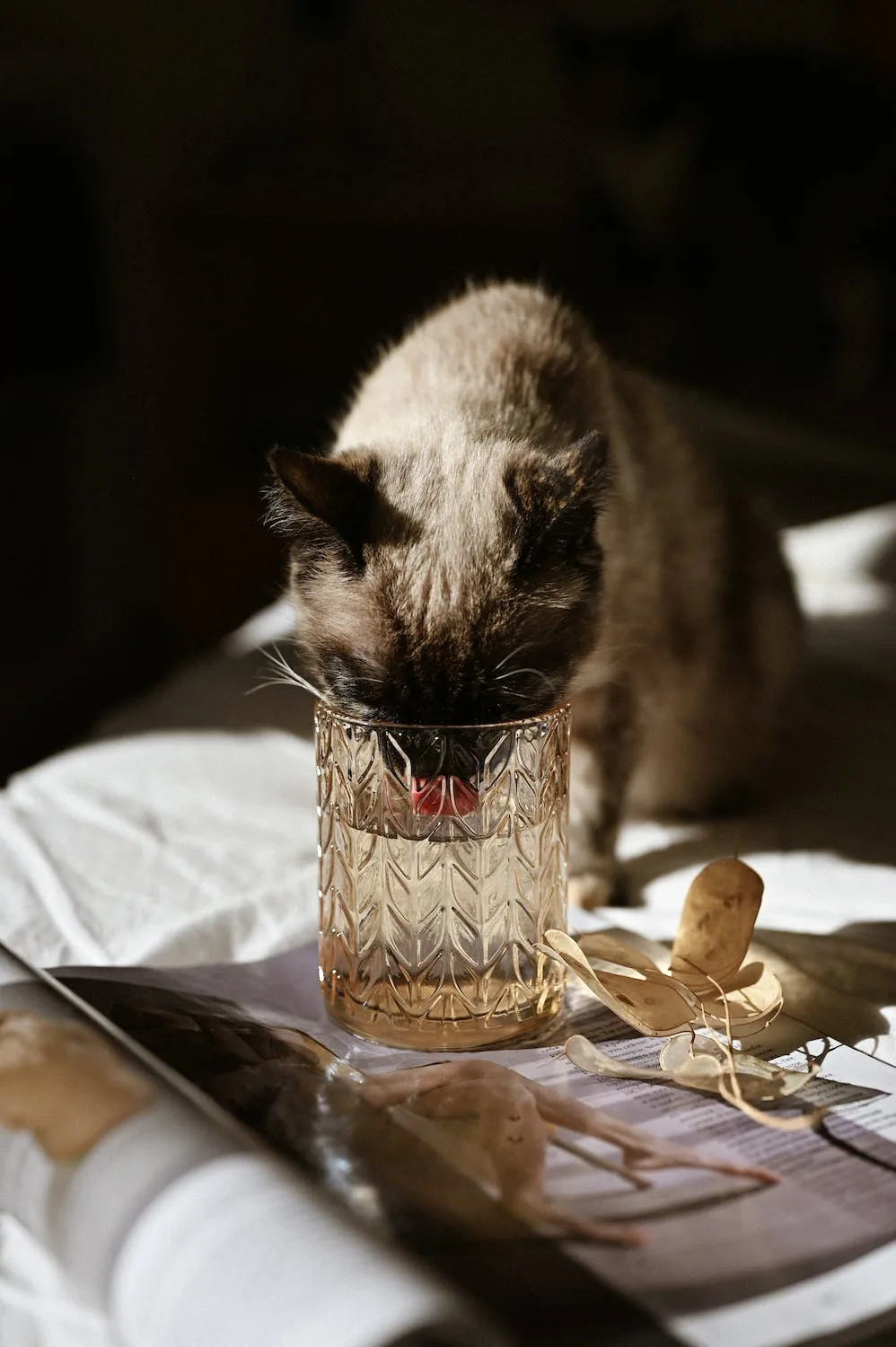 fomentar el consumo de agua en gatos